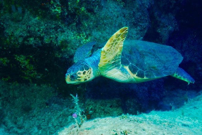 Scuba Diving in Kas for Certified Divers Incl. All Equipments - Common Questions