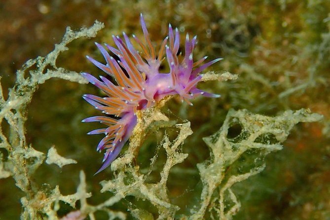Scuba Diving in Naxos, Greece - Inclusions for the Scuba Diving Trip