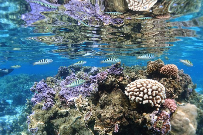 Sea Scooter Jet Snorkeling "Moorea Reef Adventure" - Excellent Service and Atmosphere