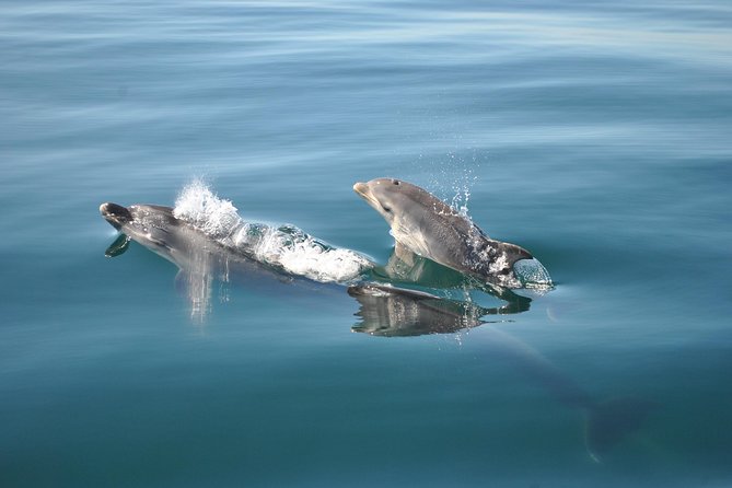 Sealife Sea Safari, Dolphin Watching With Marine Biologists Lagos - The Sum Up