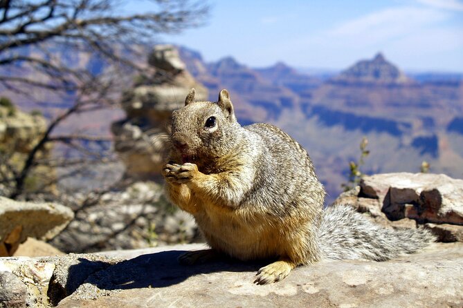 Sedona to Grand Canyon VIP Adventure - Common Questions