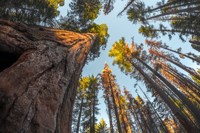 Sequoia & Kings Canyon National Park Self-Driving Audio Tour - Information on Order Issues and Assistance