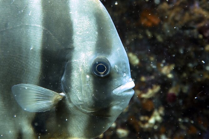 Shared Diving Experience in Sail Rock - Common Questions