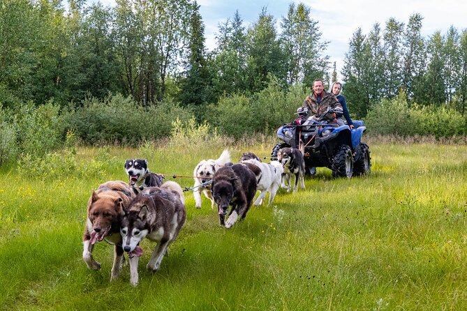 Short Norrbotten County Huskies Visit  - Kiruna - Overview and Experience