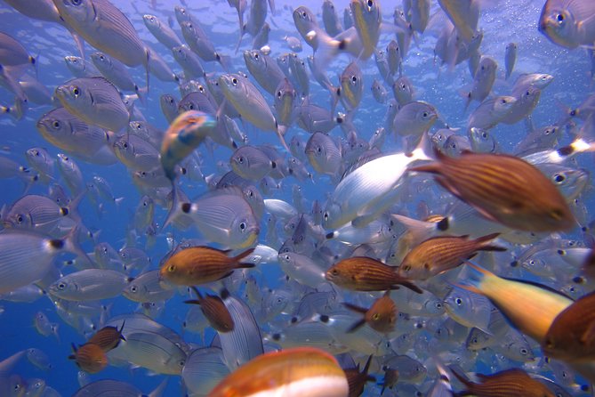 Side: Scuba Diving Under Water Museum - Pricing Information