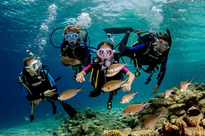 Side Scuba Diving With Under Water Museum: 2 Dives With Lunch And Free Transfer - Traveler Photos and Featured Review