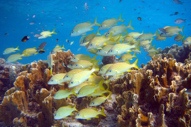 Sightseeing and Snorkeling Tour in Bonaire  - Kralendijk - Tour Highlights