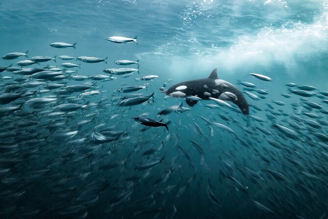 Silent Whale Watching - Positive Traveler Reviews and Ratings