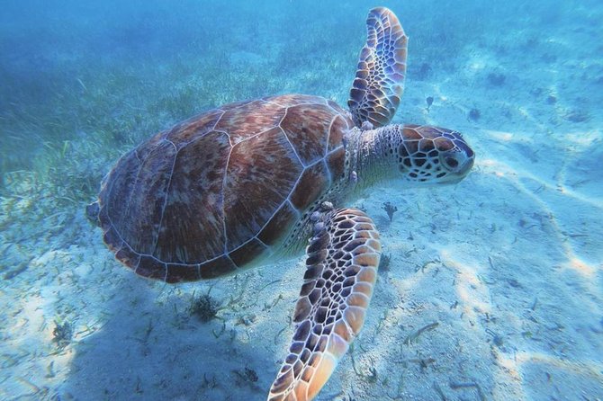 Simpson Bay Full-Day Anguilla and Prickly Pear Boat Tour  - St Maarten - Reviews and Testimonials