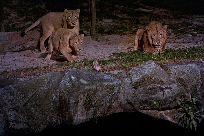 Singapore Zoo Night Safari Walk, Tram With Dinner Option - The Sum Up