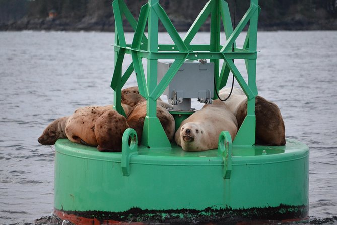 Sitka Shore Excursion: Whale-Watching and Marine Life Tour - Comfort and Overall Impression