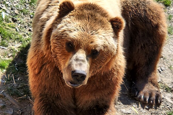 Sitkas Only Private Simply Amazing Tour - Questions and Information