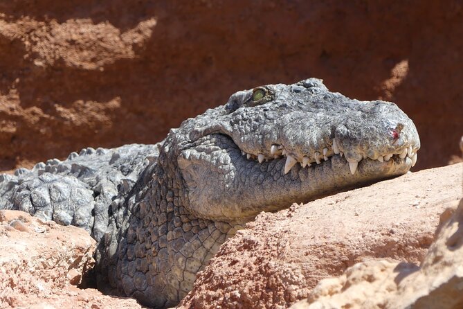 Skip the Line: Crocoparc Admission Ticket - Children Playground Included
