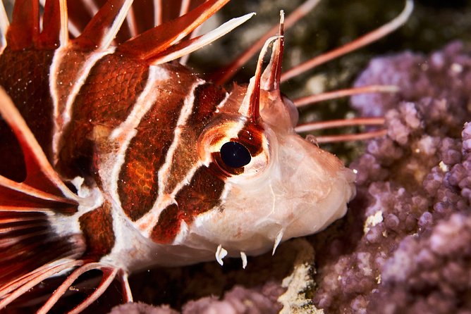 Small-Group 90-Minute Night Snorkeling Safari, Moorea - Directions