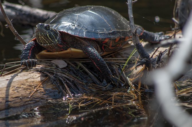 Small-Group Canoeing Tour of Algonquin Provincial Park  - Ontario - Directions