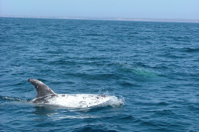 Small-Group Dolphin Watching in Lisbon - Traveler Photos and Reviews