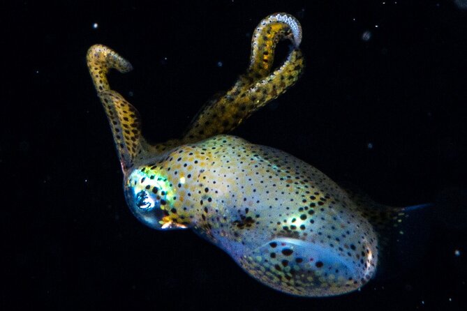 Small-Group Introductory Scuba Dive in Cozumel - Meeting Point and Transportation
