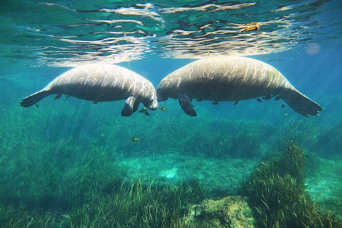 Small Group Manatee Snorkel Tour With In-Water Guide and Photographer - Common Questions