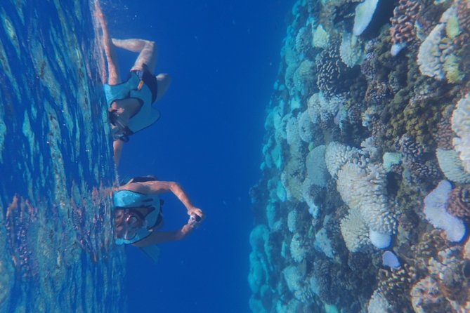 Small-Group Morning Snorkeling Tour to See Turtles  - Tahiti - Expectations and Requirements