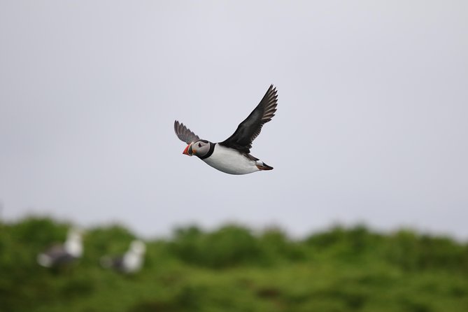 Small-Group Reykjavik RIB Whale Watching Cruise - Viator Help Center, Product Code, Terms & Conditions, and Pricing Information