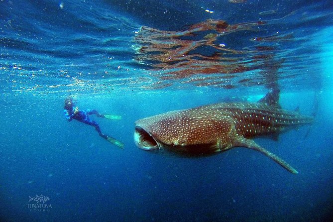 Small Group Whale Shark Snorkeling in La Paz BCS MX - Common Questions