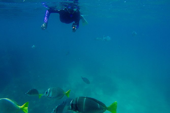 Snorkel and Hidden Beach Day Trip With Marine Biologist  - Cabo San Lucas - The Sum Up