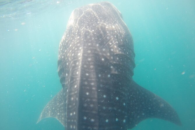 Snorkel Tour With Whale Shark in La Paz - Lowest Price Guarantee