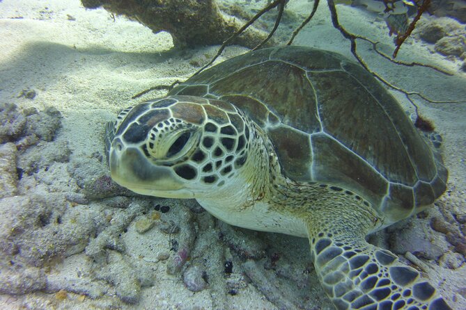 Snorkel Tours of the Key Largo Reef for up to 6 People - The Sum Up