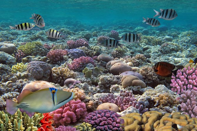 Snorkeling Adventure at Isla Mujeres Includes Lunch and Open Bar - Explore the Underwater Museum
