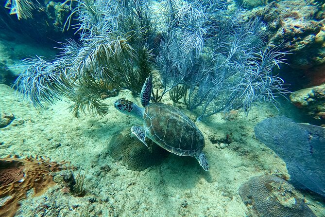 Snorkeling Adventure in Aguadilla - Meeting and Pickup Details