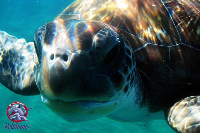 Snorkeling From Boat & Visiting Puerto De Mogan - Common Questions