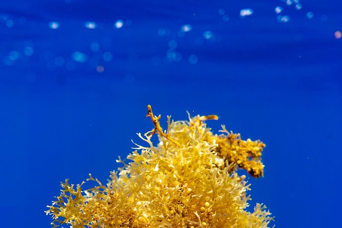 Snorkeling Picnic in 5 Hours With Lunch in Tahiti - Additional Information