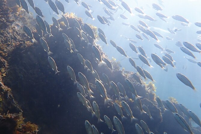 Snorkeling San Carlos With a Marine Biologist - Snorkeling Equipment Provided