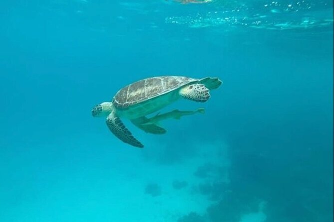 Snorkeling With Sea Scooters and Sea Adventure - Common Questions