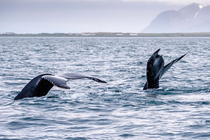 Speedboat Whale Watching in Reykjavík Iceland - Small Group - The Sum Up