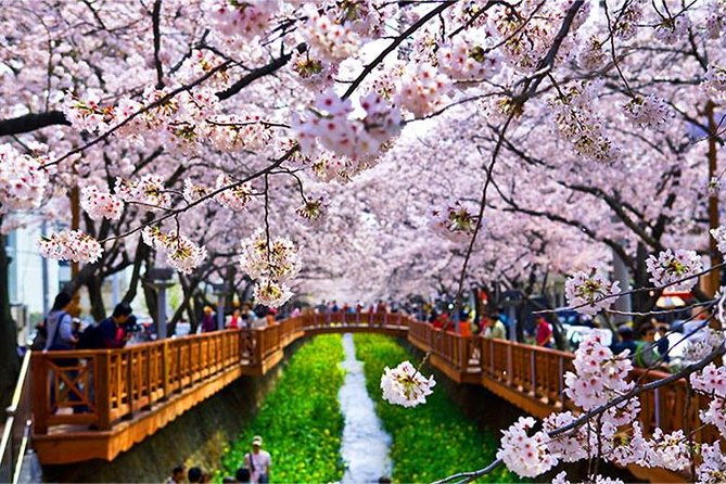Spring 5 Days Cherry Blossom Jeju&Busan&Jinhae&Gyeongju on 31 Mar to 10 Apr - Common Questions