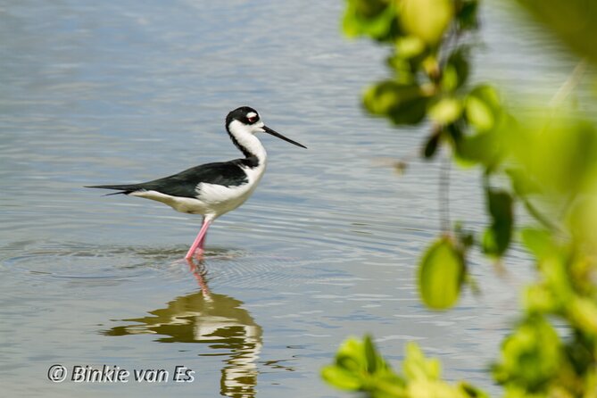 St.Martin - St.Maarten: Small Group, Birding Tour / Bird Watching Tour - Additional Tour Details