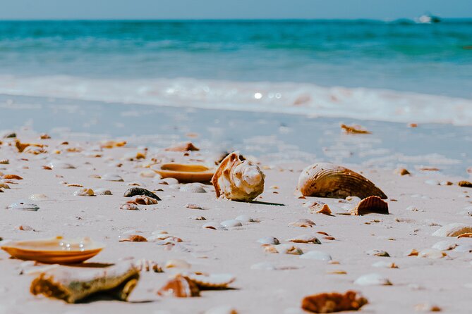 St. Pete Dolphin Watching and Shelling Adventure - Final Thoughts and Booking Information