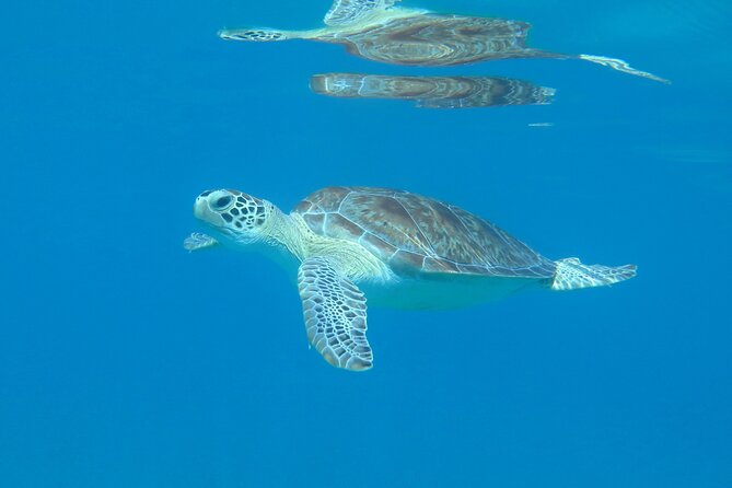 St Thomas Kayak and Sea Turtle Snorkel Excursion - Group Size and Personalized Experience