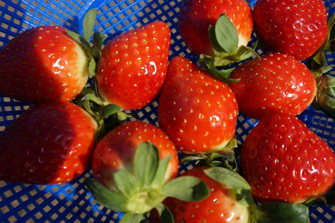 Strawberry PickingJam MakingNami IslandGarden of Morning Calm Lighting Fest - Jam Making Techniques and Recipes
