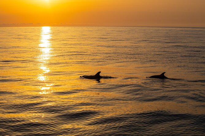 Sunrise Boat Trip in Mallorca With Dolphin-Watching - The Sum Up