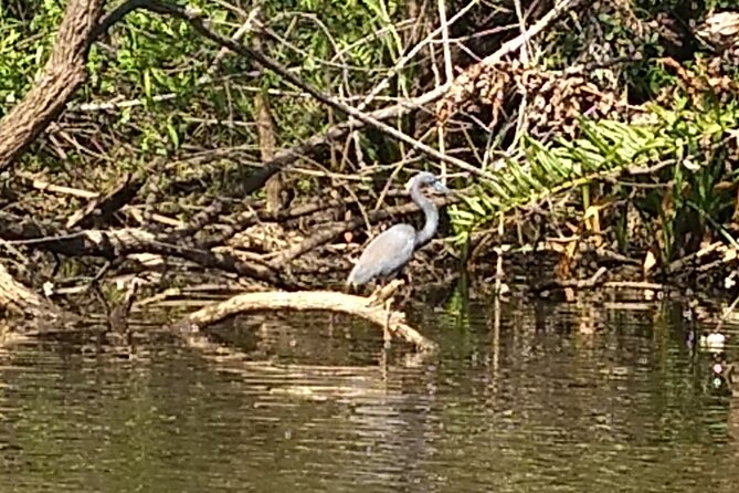 Sunset Kayaking Tour at Manatee Cove With Manatee & Dolphin Sightings - The Sum Up
