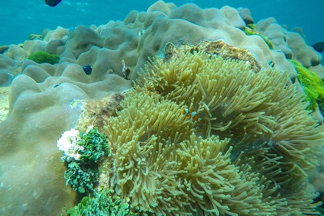 Surin Islands Speedboat Snorkeling Tour From Phuket - Additional Information