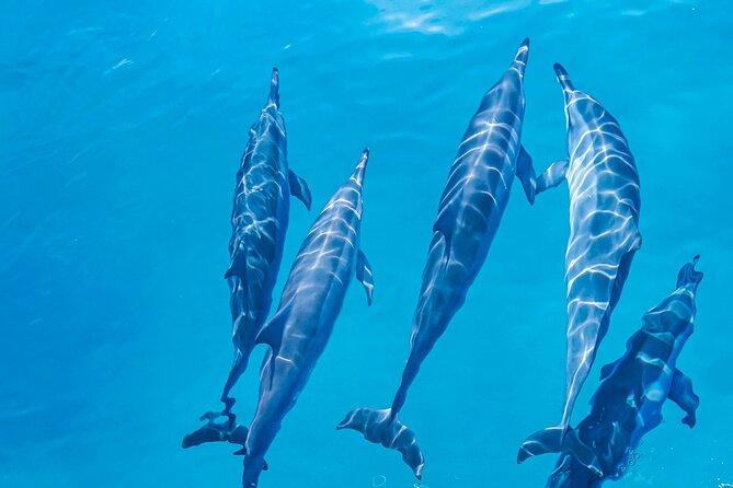 Swim With Dolphins & Turtles in West Oahu (Semi-Private Tours) - Snorkeling Equipment Provided
