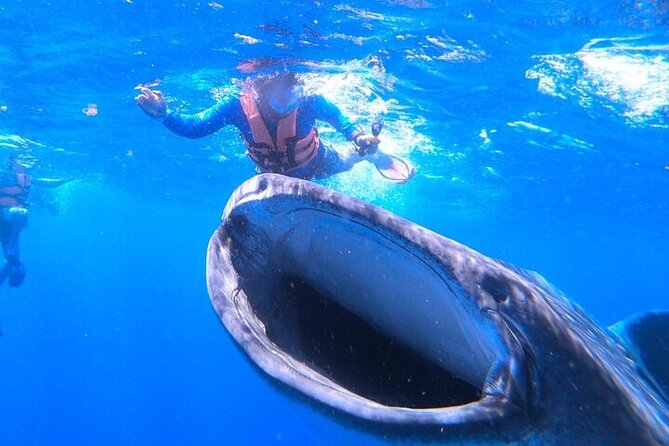 Swim With Whale Shark From La Paz - The Sum Up