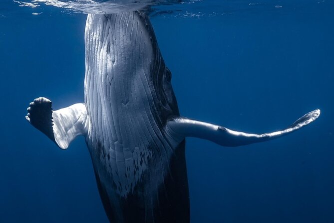 Swimming With Whales in Moorea (Half Day Tour) - Common Questions