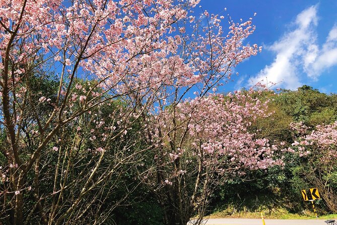 Taipei Cherry Blossom Day Tour - Tips for a Memorable Experience