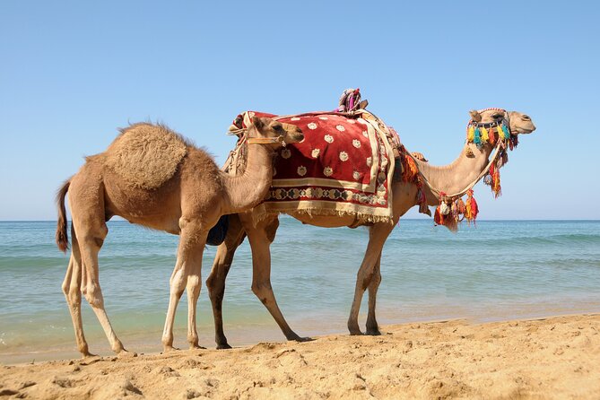 Tangier Day Trip From Casablanca - Transportation