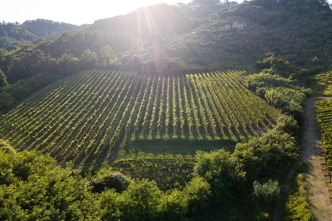 Tenuta Mareli - Wine Tasting in Tuscany - Good To Know