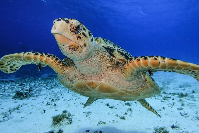 The Cozumel Sky Snorkeling by Private Boat - Private Boat Snorkeling Experience